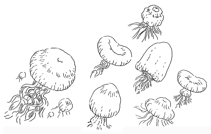 jelly