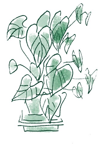 plant
